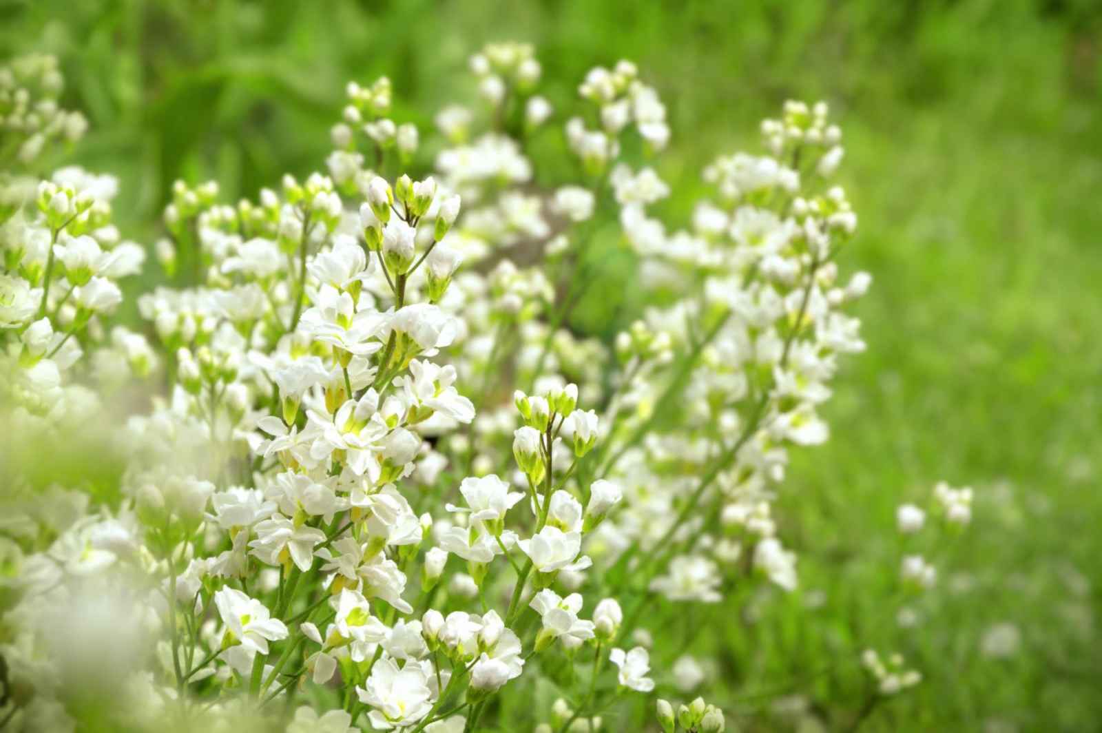 baby's breath