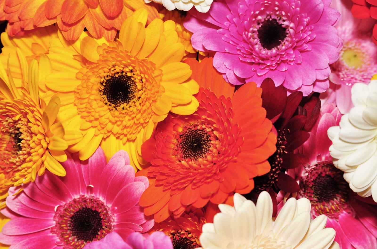 gerbera daisies