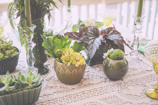 Potted Plants on Crocheted Linen