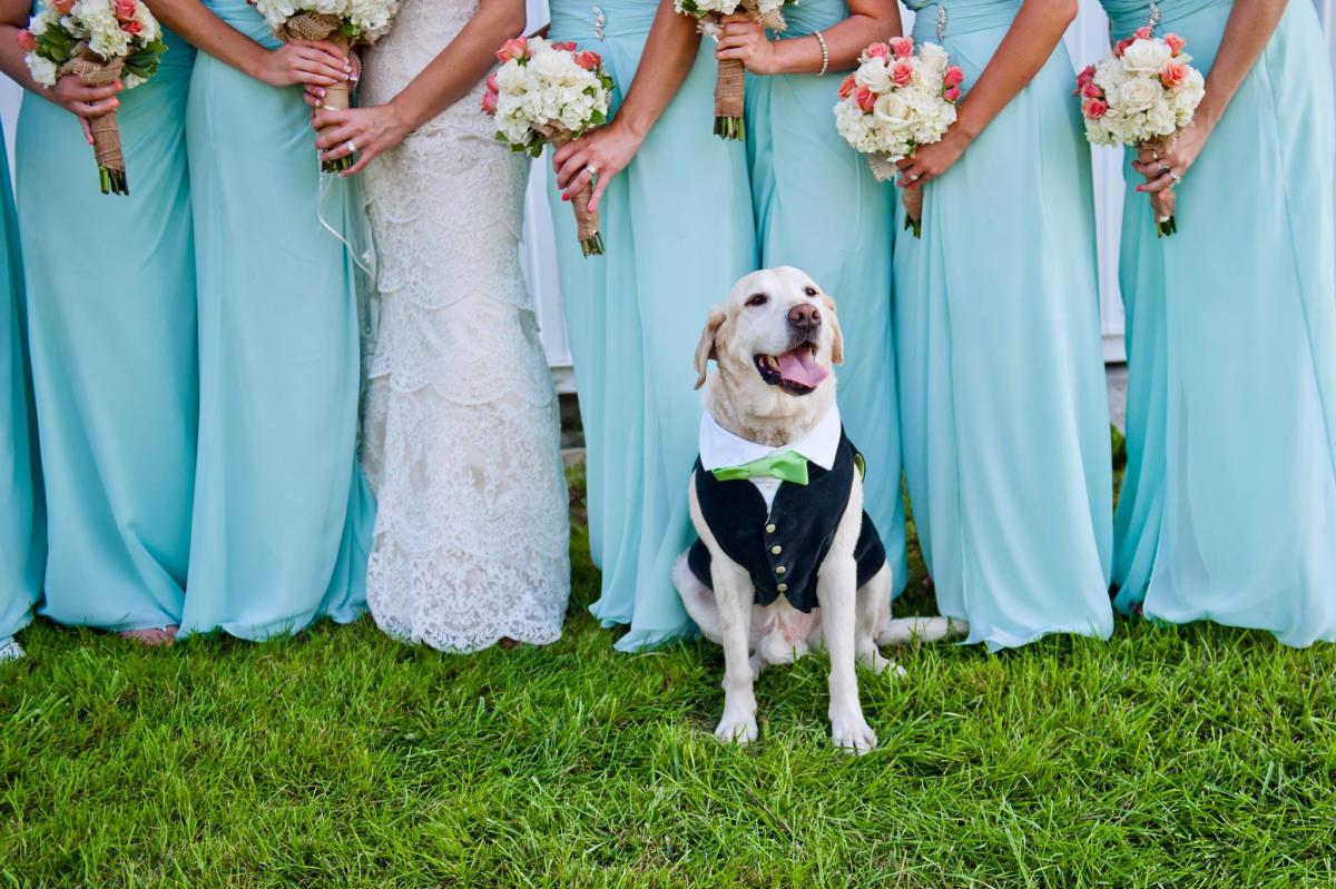 20 Dogs in Weddings Giving Us Major #PuppyLove WeddingDay Magazine
