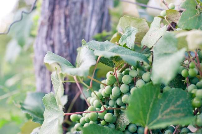 Willow Harbor Vineyards
